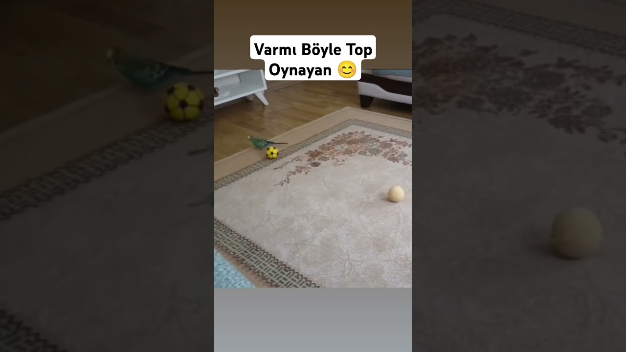 Futbol Seven Arkadaşına Gönder 😊 #muhabbetkusu #birds #muhabbetkuslari #muhabbetkuşufıstık #kuslar