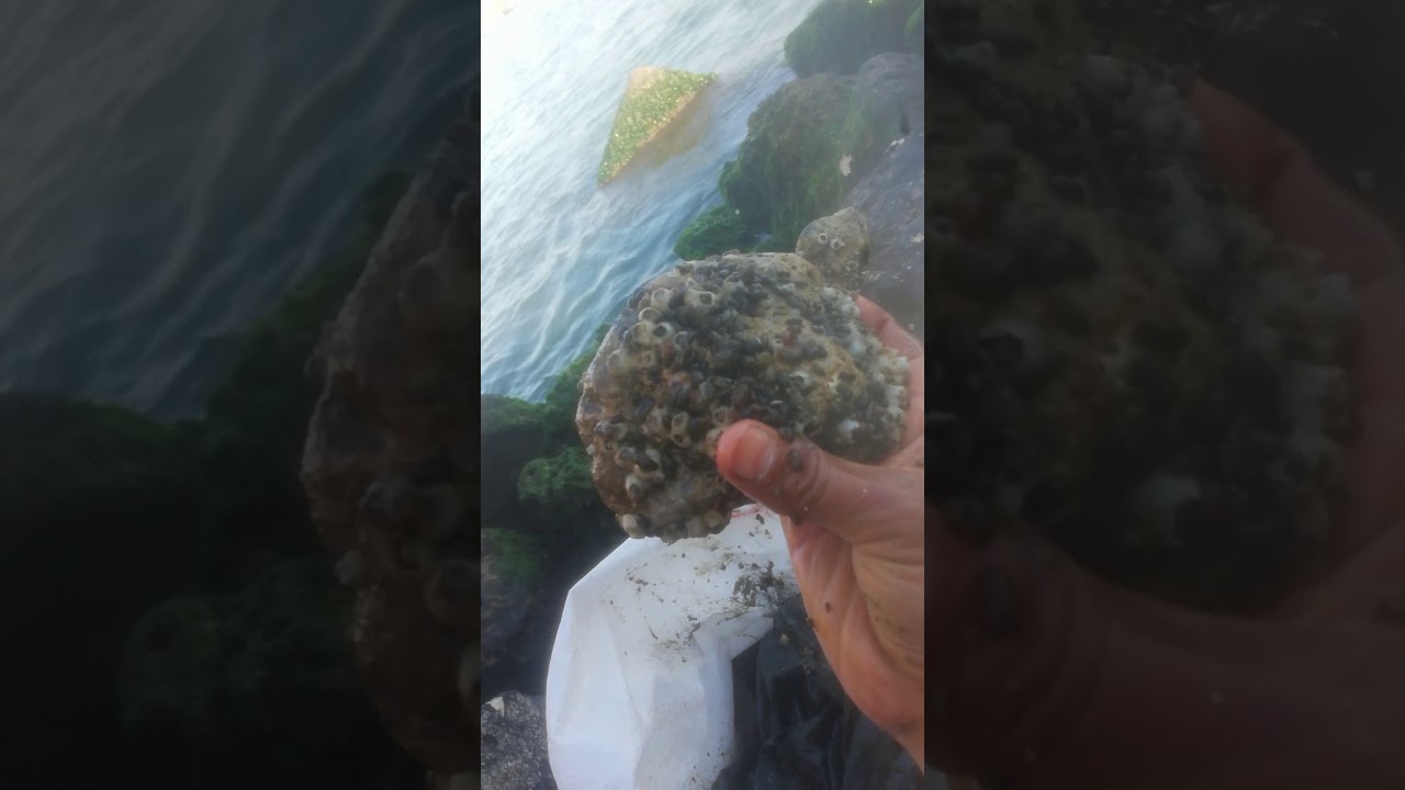 طريقه استخراج دود الأقراص  وصراصير البحر