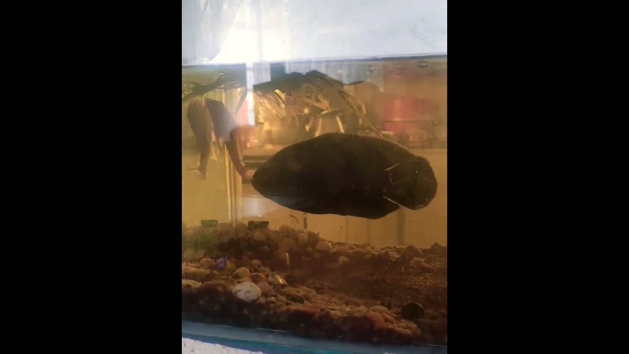 Oscar fish is attacking ☠️😱