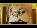 A budding trend growing cannabis bonsai trees