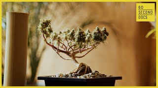 A Budding Trend: Growing Cannabis Bonsai Trees
