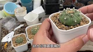 必修課多肉植物兜如何變胖方式如何龜甲兜MC Succulent plant ... 