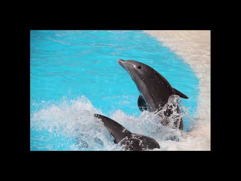 Βίντεο: Πώς να ονομάσετε ένα δελφίνι