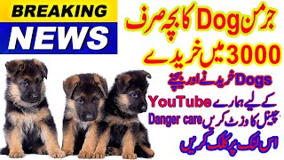 german shepherd puppies for sale in pakistan - black german shepherds pups for sale in pakistan