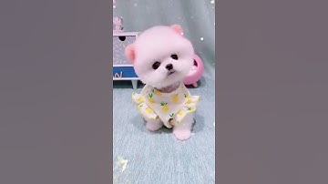 Thumbnail of Cute Teacup Puppy Bathing and Grooming | Pet lovers