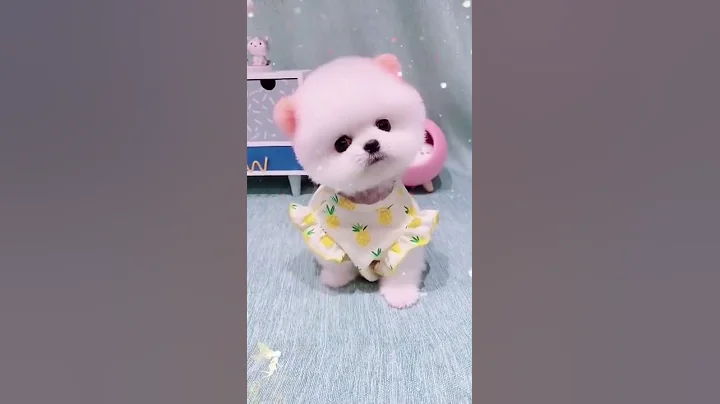 Cute Teacup Puppy Bathing and Grooming | Pet lovers - DayDayNews