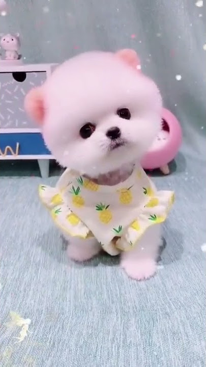 Cute Teacup Puppy Bathing and Grooming | Pet lovers