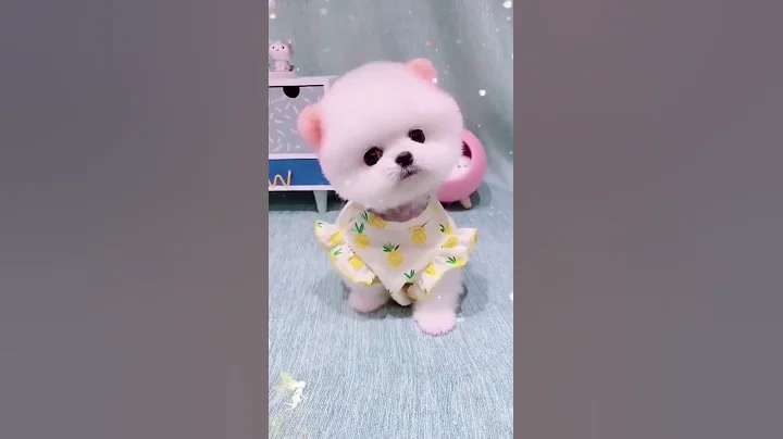 Cute Teacup Puppy Bathing and Grooming | Pet lovers