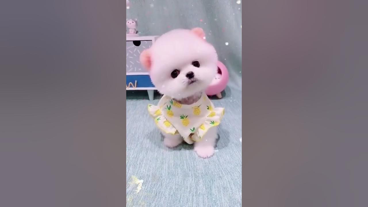Cute Teacup Puppy Bathing and Grooming | Pet lovers