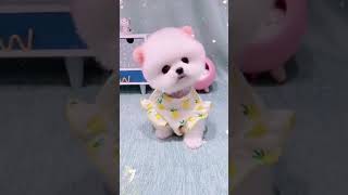 Cute Teacup Puppy Bathing and Grooming | Pet lovers screenshot 3
