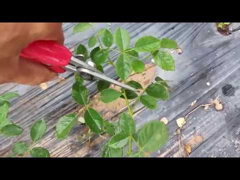 Cách tỉa cành hoa hồng leo