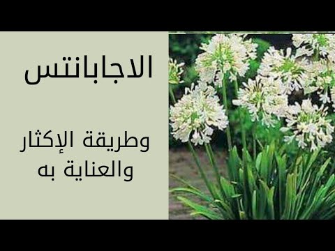 فيديو: معلومات عن نبات Fatsia - كيفية زراعة ورعاية نبات Aralia الياباني