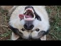 ONLY HUSKY OWNERS WOULD UNDERSTAND! | #HUSKYOWNERPROBLEMS | FUNNY HUSKY COMPILATION! | EP. 3