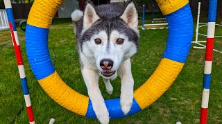 My Dogs First Time Trying Agility! Can They Do it?