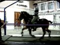 PROMO Vetsuisse Faculty Zurich Equine Performance Centre - Icelandic horses measurements