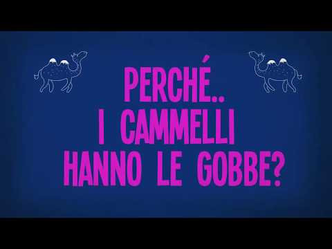 Video: Perché Un Cammello Ha La Gobba?