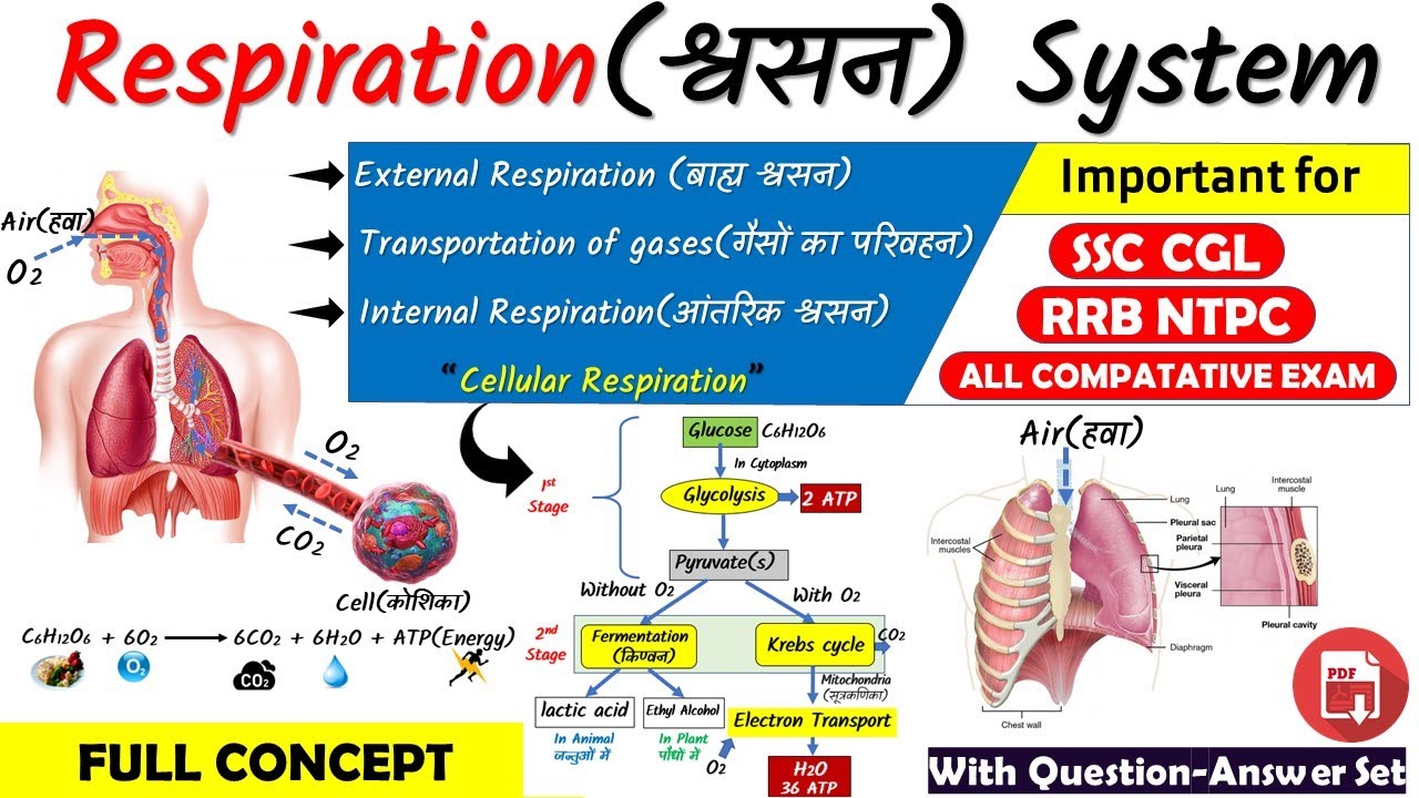 Respiratory System (श्वसन तंत्र) | Cellular Respiration | Krebs Cycle | TCA Cycle | Glycolysis_HD