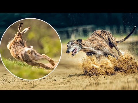 Una LIEBRE 'de verdad' IRRUMPE EN UNA CARRERA DE GALGOS CON LIEBRE MECÁNICA de Andalucía y la lía