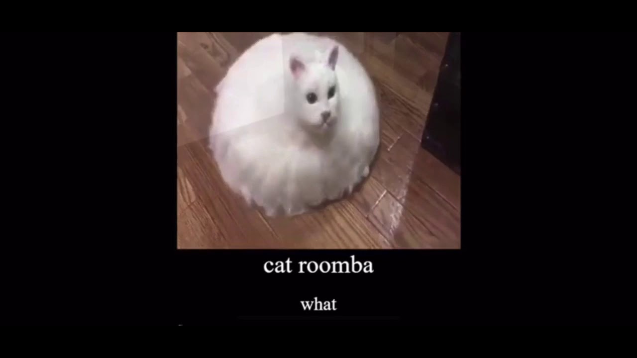 Cat roomba 1 hour YouTube