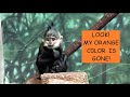 Baby Monkey - Francois Langur #6 #monkeys