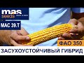 MAС 39.T - гибрид кукурузы MAS Seeds