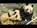 3/19双子パンダ今日がママとの最後の日！最後も授乳でしっかりとママの愛情受け取ってますgiantpanda @tokyo 上野動物園