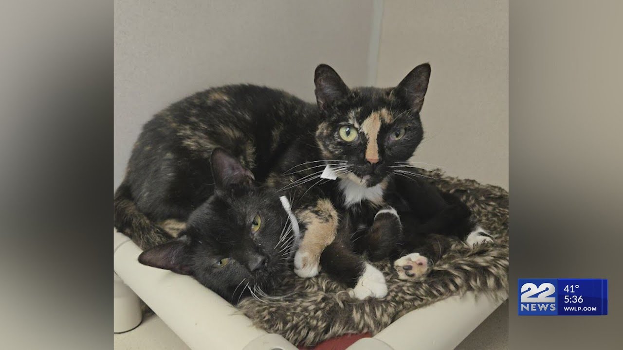 Second Chance Animal Services aids 64,000 pets in 2025