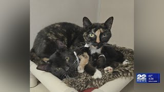 Second Chance Animal Services aids 64,000 pets in 2025