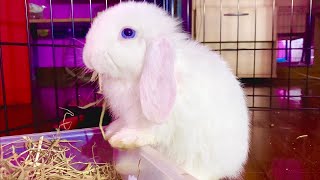 Baby bunny eating crunchy hay by Bunny Love 3,644 views 3 years ago 4 minutes, 2 seconds