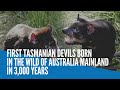 First Tasmanian Devils born in the wild of Australia mainland in 3,000 years