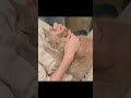 甘えんぼ猫🐈 #猫 #cat #猫のいる暮らし #猫好きさんと繋がりたい