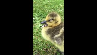 Goslings in the Park #Shorts