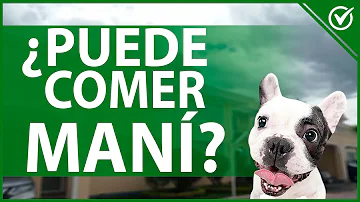 ¿Es buena la mantequilla de cacahuete para los perros diabéticos?