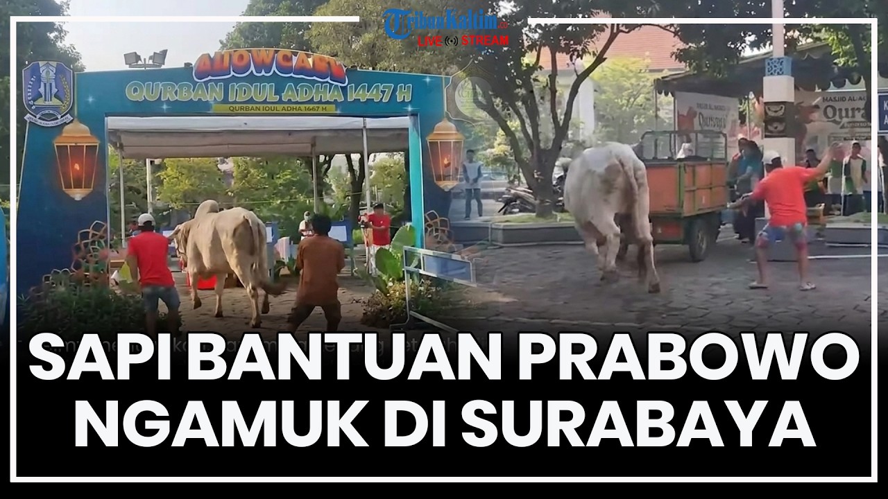 🔴LIVE: Sapi Bantuan dari Presiden Prabowo Ngamuk di Masjid Al-Akbar Surabaya