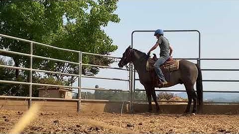 Teaching a young horse to open gates.