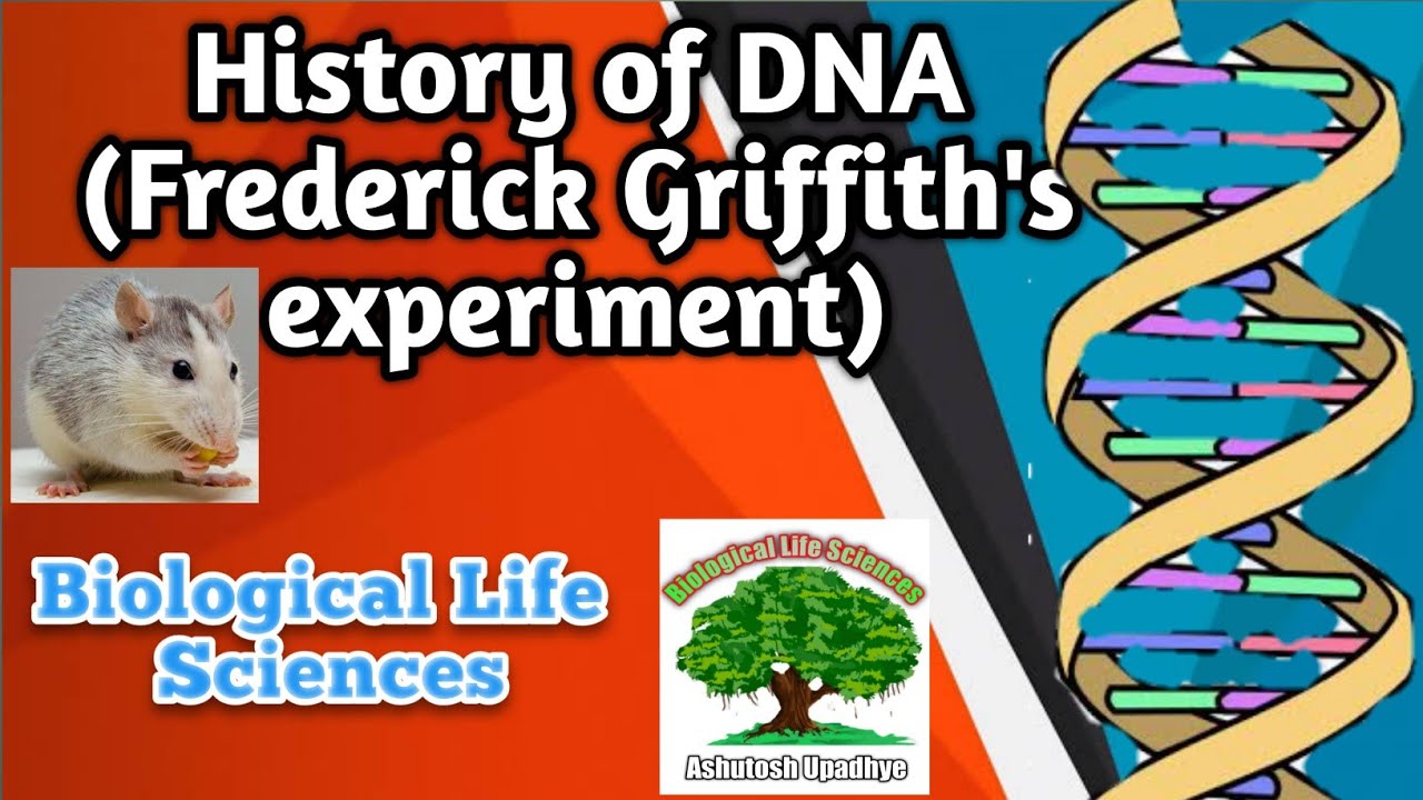 history-of-dna-griffith-s-experiment-youtube