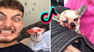 Special nikki chihuahua dog compilation।(mreviatar) #1। Fanny chihuahua TV