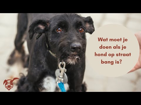 Video: 4 dingen die u moet doen als uw Duitse herdershond gespannen is
