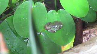 Thursday Creature Feature With Morphing Green Tree Frogs