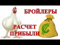 Куры бройлеры как бизнес | Расчет расходов и прибыли. Бизнес-план.