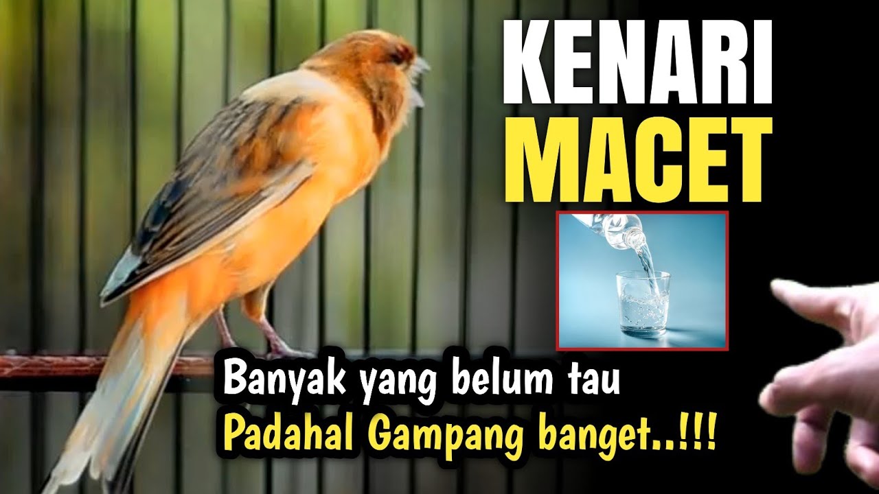 Begini cara sembuhkan KENARI MACET‼️
