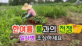 한여름 풀과의 전쟁이 시작되었어요(2022.7.8)