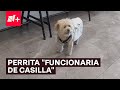 Daisy, la perrita “funcionaria de casilla” de las elecciones 2024 - N+