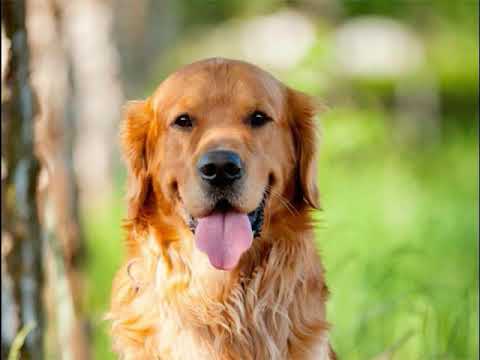Video: Los 7 paseos más agradables para perros en el camino
