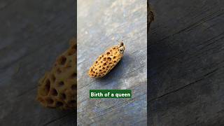 Birth of a Queen: #QueenRise #RoyalVibes, #EpicShort #FemalePower