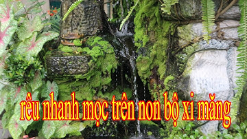 Làm sao để rêu nhanh mọc trên non bộ xi măng