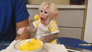 After recovering from sick, BiBi monkey eats better