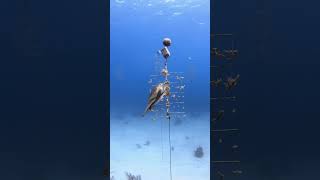 Sleepy Green Turtle Rests on a Coral Tree in a Marine Park