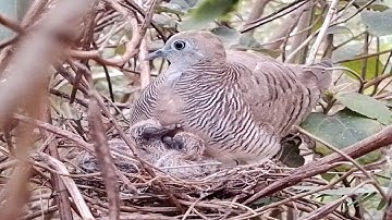 Zebra dove birds Feed the baby in the nest Ep4 [ Review Bird Nest ]