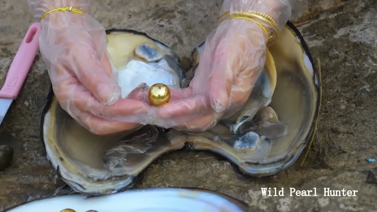 Pearl hunter hunts for treasure in the shallows, giant mussels, perfect